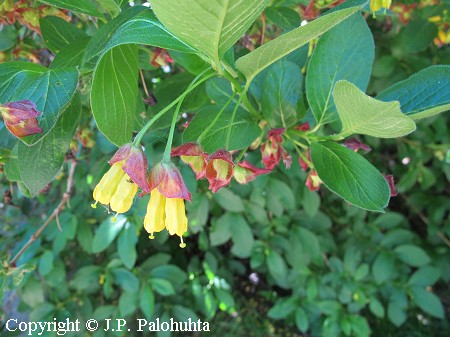 Kehtokuusama - sk&auml;rmtry - Lonicera involucrata